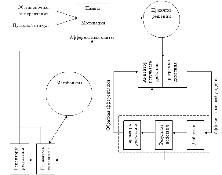 Схема функциональных систем